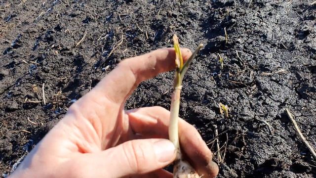 Рокамболь и как он зимует в наших условиях. Февраль (Лютый) 13.02.2022 смотреть онлайн