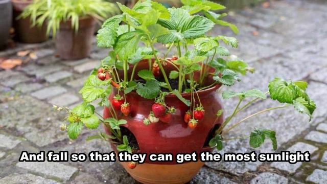 How To Grow Strawberry Plants At Home | Tips To Grow Strawberries in Pots - Gardening Tips смотреть онлайн