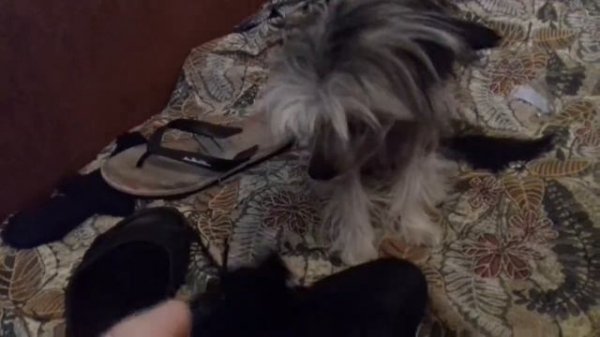 Провинился, но не стыдно