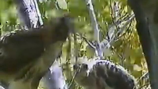 TVOntario Profiles of Nature - The Red-Tailed Hawk смотреть онлайн