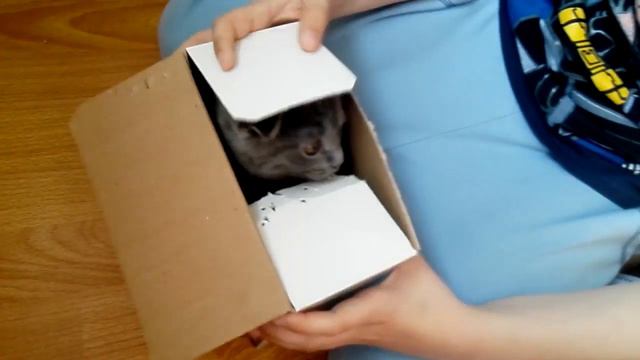 ПЕРВЫЙ КОТЁНОК КОТОРЫЙ ПОЛЕТЕЛ В КОСМОС!!!!!!!!! смотреть онлайн