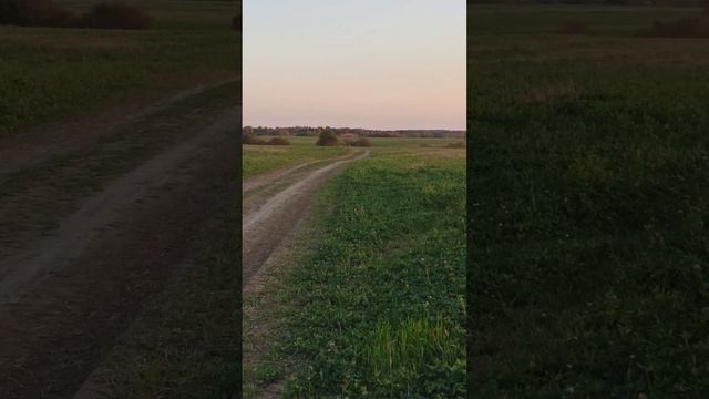 гонки питбайков Kayo Krz140 и Kayo Tt125 (вот и разница 15 кубов называется )