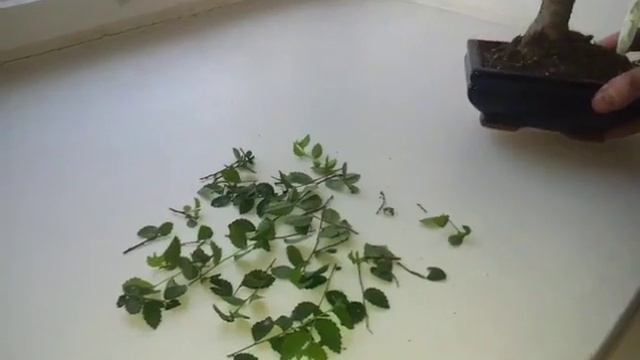 Обрезка бонсай (Вяз Китайский) смотреть онлайн