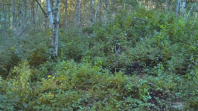 WildLife Эстония Европейский барсук 01 Жирный зверь тащит сено на зиму в свою нору Badger смотреть онлайн