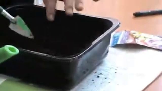 Посев семян цветов родственниками смотреть онлайн