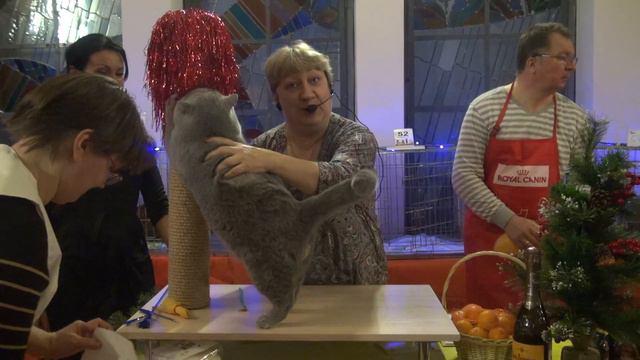 WCF – ринг взрослых животных 16 ДЕКАБРЯ 2017 смотреть онлайн