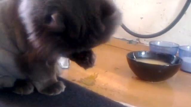 Кот ест суп смотреть онлайн