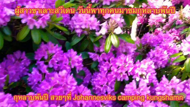 Rhododendron#กุหลาบพันปีสวีเดน#Johannesvikcamping#kungshamn6/2021#ดอกไม้ดูดสารพิษ смотреть онлайн
