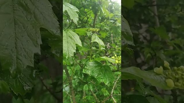 Как избавиться от тли на Калине чтобы спасти Урожай / Уход за Калиной весной смотреть онлайн