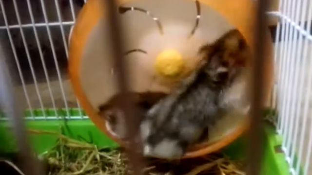 Приставучий сосед (когда устал и тебе не дают отдохнуть) смотреть онлайн