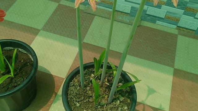 Barbados lily flower| 🌞summer plant | How to grow and care| धूप मे रघे या नही | #flowers #gardening смотреть онлайн