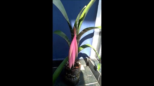 HOJE VI COMPARTILHAR COM VOCÊS, A FLORAÇÃO DESSA LINDA BROMÉLIA BILLBERGIA ZEBRINA | JD Orquídeas смотреть онлайн