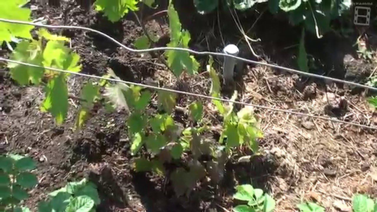 Виноградник на 30 07 2014. Последствия холодного, дождливого лета. смотреть онлайн