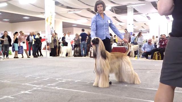 Spring Petersburg 2015 CACIB: females, bob смотреть онлайн