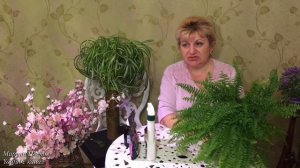 Папоротник.Нефролепсис комнатный. Выращивание и уход.