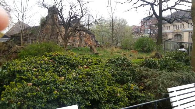 Берлинский зоопарк. Гуляем с Альфредом. 05.04.2014 смотреть онлайн