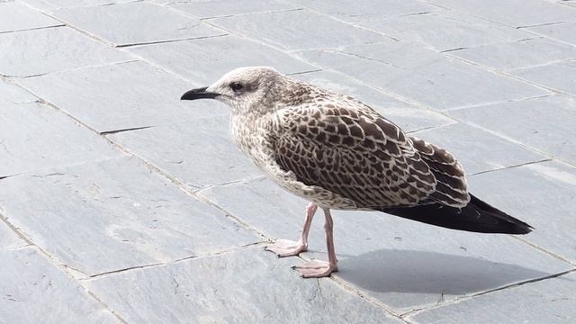 Herring Gull Fledgling Calling For Food смотреть онлайн