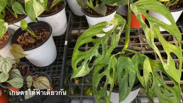 Monstera Adansonii lndonesia พลูฉลุด่างอินโด ราคาในต่างประเทศตากจากไทยลิบลับ❗️ смотреть онлайн