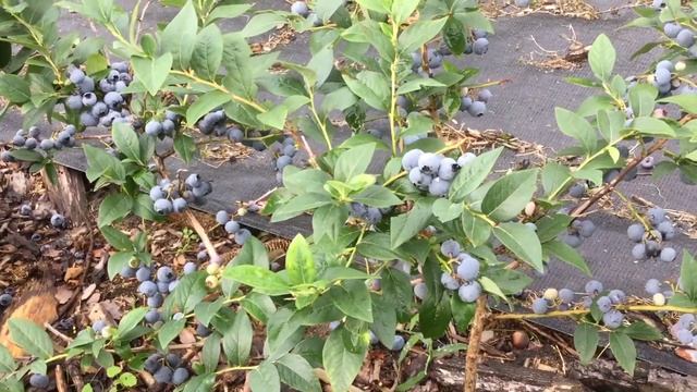 ЖИЗНЬ в ГЛУХОЙ ДЕРЕВНЕ. БЕЛАРУСЬ Голубика сорт БОНУС без торфа смотреть онлайн