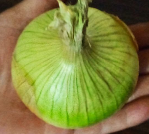 Семейный лук-выращивание: как вырастить крупный семейный лук