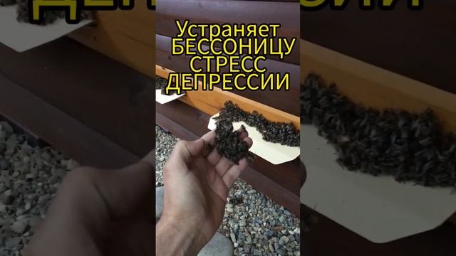 Зачем спать на пчёлах. Апидомик #сон #апитерапия #дипрессия #стресс #регрессия #душа #здоровье смотреть онлайн