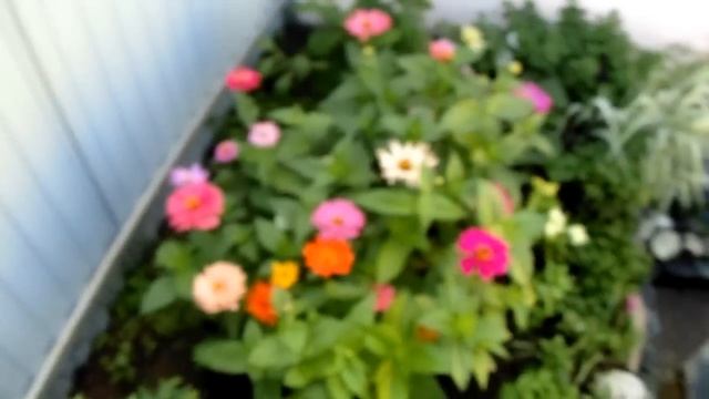 Мой цветущий дворик в июле? ? ? Красавица Лилия Петуния Бальзамин Флоксы однолетние смотреть онлайн