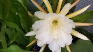 Эпифиллум  - секреты обильного цветения