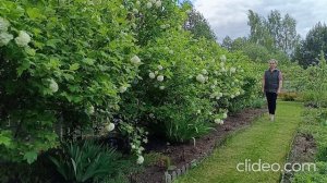 Калина Бульдонеж  - тонкости выращивания