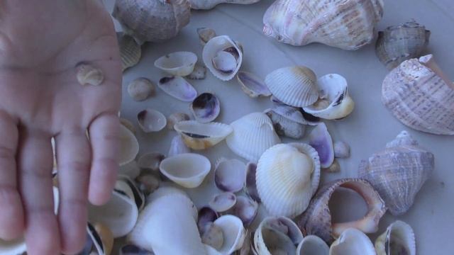 Ракушки Чёрного моря, Болгария,Золотые Пески смотреть онлайн