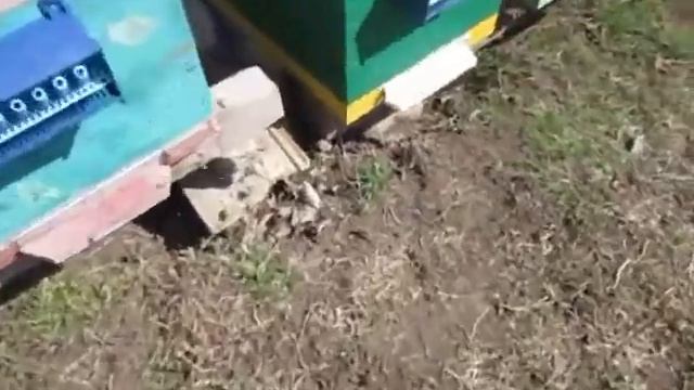 Сбор пыльцы. Подготовка к сезону. смотреть онлайн