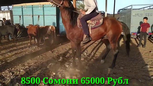 Аспхо Мол Бозор Регар бозори Пахтообод нархои Аспхо 18 октябр / Лошадь / Отлар / Лошади смотреть онлайн