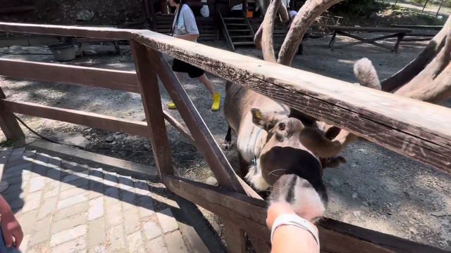 Красная поляна / Парк Wonder land / Олени 🦌 смотреть онлайн
