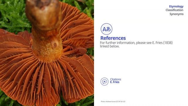 Fools webcap (Cortinarius orellanus) | Scientific Mushroom Profile | Shroomers смотреть онлайн