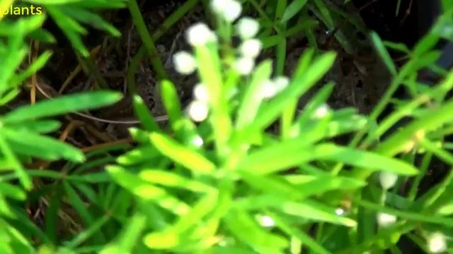 هليون خشن او اسبرجس خشن الاثيوبي Asparagus aethiopicus смотреть онлайн
