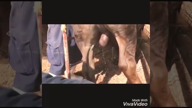 Castration in Horse смотреть онлайн