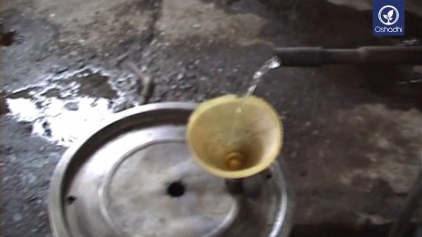 Juniper (Juniperus communis) | OSHADHI plant portrait - HD