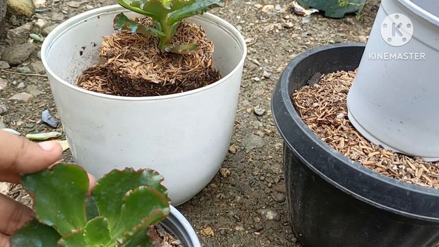 Repotting echeveria Tori "chocolate truffles" in a big pot || Merjhen's Garden смотреть онлайн