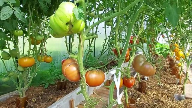 ОБЗОР ТОМАТА ТОЛСТЫЙ ДЖЕК ЧЁРНЫЙ смотреть онлайн