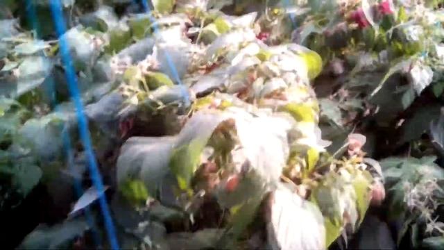 малина полька + клубника альбион смотреть онлайн