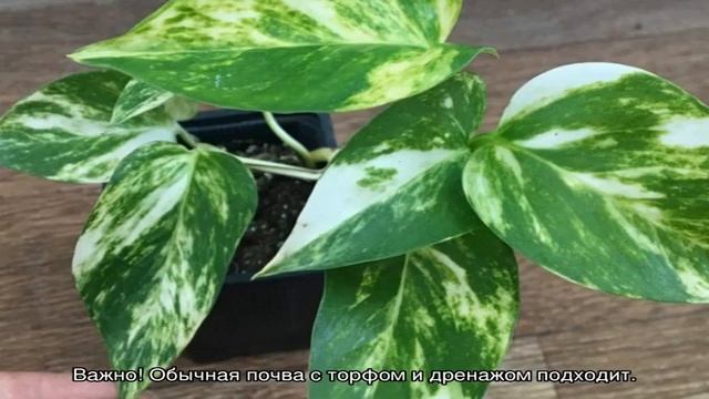 Сциндапсус — уход в домашних условиях и способы размножения смотреть онлайн