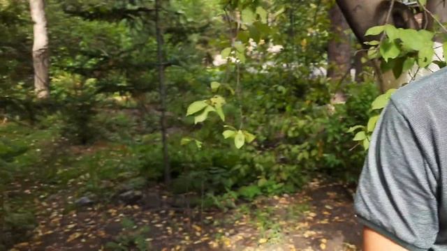 Реальный зоопарк Новосибирска смотреть онлайн