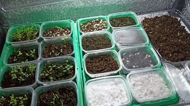 Прострелы без стратификации взошли ковром! смотреть онлайн