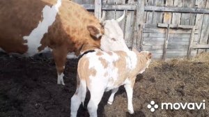 Наши телята