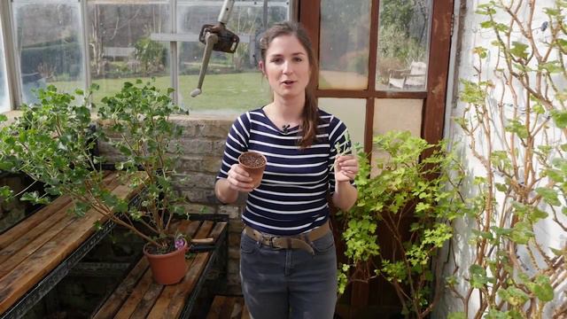 How to take a cutting from a Pelargonium смотреть онлайн