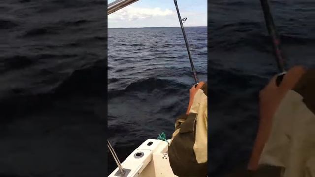 Ловля судака троллингом на Онежском озере смотреть онлайн