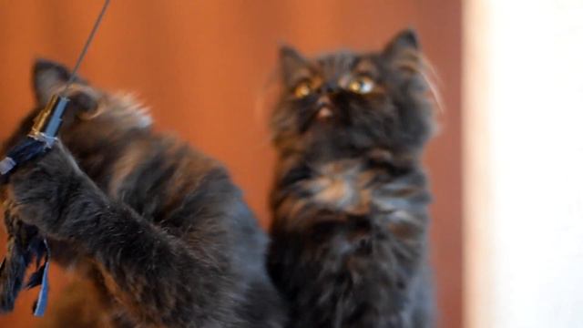 Сингер и Саунд