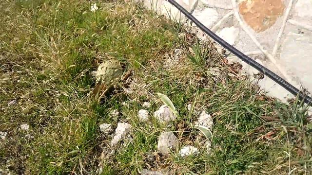 Набережная город Алупка Крым !