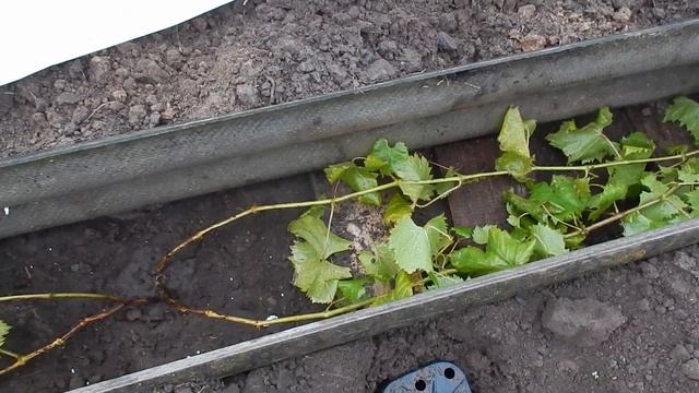 укрытие винограда на зиму в Подмосковья смотреть онлайн