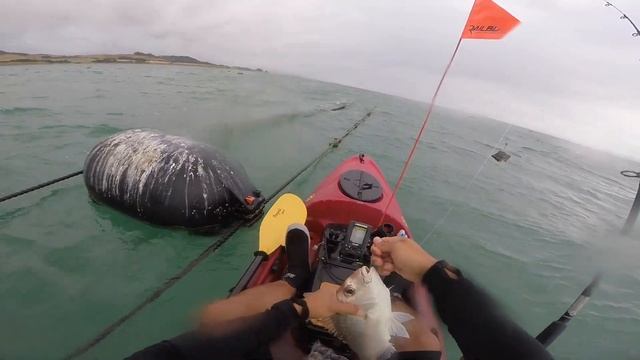 Fishing New Zealand : Kayak fishing at Waimango Point, Kaiaua New Zealand 2-22-2020 смотреть онлайн