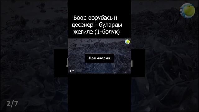 Боор оорубасын десек, муну билуу кызык смотреть онлайн